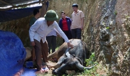 Người nông dân khốn đốn vì trâu bò đột ngột chết hàng loạt do dịch tụ huyết trùng bùng phát