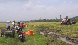 Hà Tĩnh: Xuất hiện giang hồ bảo kê  máy gặt lúa chặt chém nông dân mùa lũ