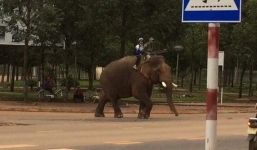 Đắk Lắk: Xuất hiện ông bố đưa con đi học bằng voi