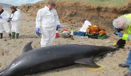 Xét nghiệm cá heo, khoa học bất ngờ tìm ra các hóa chất kinh khủng nhất từ trước đến nay