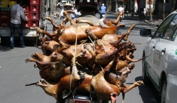Hà Nội muốn người dân từ bỏ thói quen ăn thịt chó mèo