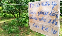 'Bưởi tặc' hoành hành ở Bà Rịa-Vũng Tàu, chủ vườn treo biển 'cho tôi xin lỗi'