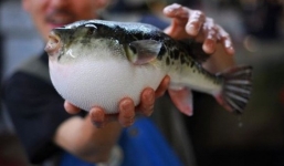 Ăn 2kg cá nóc, 5 người đàn ông nhập viện cấp cứu