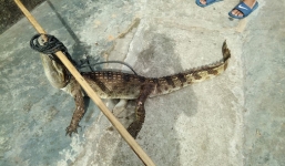 Phát hiện 2 con cá sấu sổng chuồng nằm trong bụi rậm tại miền Tây