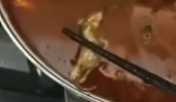 Vụ chuột chết trong nồi lẩu: Chuỗi nhà hàng tổn thất hơn 190 triệu USD.