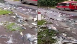 Clip: Quốc lộ biến thành 'suối cá' sau khi xe tải lật nghiêng quay ngang đường