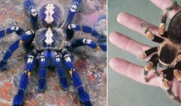 Viện bảo tàng bị trộm mất hơn 7.000 loài côn trùng và nhện kinh dị nhất, và lý do đằng sau thật bất ngờ