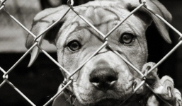 Thư cún con gửi quý ông bà đang ăn thịt chó: 'Chúng tôi không xin được hóa kiếp làm người'