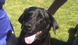 Chú chó cứu chủ thoát án tù oan 50 năm nhờ vào một manh mối chẳng ai ngờ tới