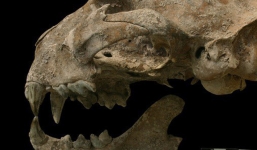 Bí ẩn 'quái thú' chết cùng cô gái trong mộ cổ Maya