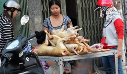Nhà xã hội học, PGS.TS Trịnh Hoà Bình: 'Ăn thịt chó không phải là thước đo văn minh con người'