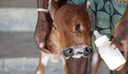 Con bê kỳ lạ, vừa sinh ra đã có hai đầu, ba mắt ở Ấn Độ