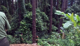 Đôi bạn trẻ lao xe máy xuống vực sâu ở Tam Đảo, một người chết tại chỗ, một bị thương nặng