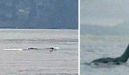 Phát hiện sinh vật biển dài hơn 12m giống khủng long ở hồ Loch Ness