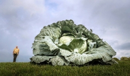 7 ngày qua ảnh: Nông dân trồng được cải bắp “quái vật” nặng 30kg