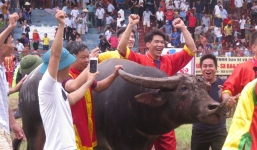 Lễ hội chọi trâu Đồ Sơn: Trâu số 12 vô địch sau trận “huyết chiến”