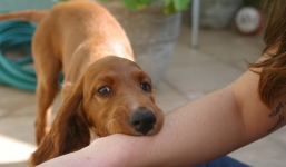 Một người phụ nữ bị chó cắn vào bàn tay tử vong