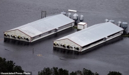 Mỹ: Rắn độc xuất hiện trong nước lũ sau siêu bão