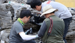 Phát hiện 'ổ kiến sát nhân' có thể gây chết người ở Hàn Quốc