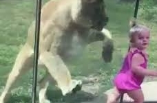 Clip bé gái khóc thét khi bị sư tử vồ qua cửa kính