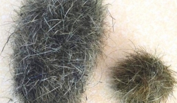 Phát hiện vật nghi 'cát lợn' giá trị tiền tỷ tại Hải Phòng