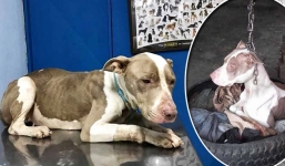 Giải cứu chú chó bị người chủ treo xích ngược đãi suốt nhiều năm