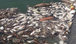 Sau cơn mưa, cá nổi trắng hồ điều tiết ở Đà Nẵng bốc mùi hôi thối nồng nặc