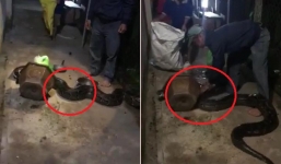 Tóm gọn trăn khủng bò vào nhà dân lúc nửa đêm ở Bình Dương