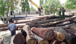 Bắt đội trưởng kiểm lâm Đắk Nông nhận hàng trăm triệu đồng của trùm buôn gỗ Phượng 'râu'