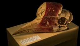 Nước mắt chim Tê Điểu: “Báu vật sống” bị săn lùng vì có chiếc mỏ đắt gấp 3 lần ngà voi