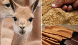 Ít ai ngờ chú lạc đà xinh xẻo này lại là nguồn gốc của loại vải sợi quý hiếm nhất thế giới