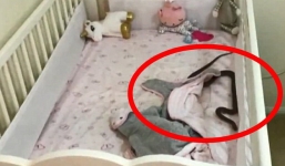 Đặt con gái 4 tháng tuổi nằm ngủ trong cũi, 1 tiếng sau bà mẹ giật mình phát hiện cảnh tượng 'rợn tóc gáy', vội vàng bế con tháo chạy