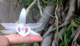 Cận cảnh gốc lan Giã Hạc 5 cánh trắng có giá gần 7 tỉ đồng ở Đà Nẵng
