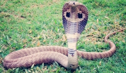 Người đàn ông cho rắn hổ mang cắn lưỡi nhiều tháng để cai nghiện