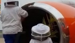 Nam Phi hoãn một chuyến bay vì phát hiện… 20.000 con ong trong động cơ