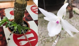 Cận cảnh những giò lan đột biến quý hiếm được bán với giá 'khủng'