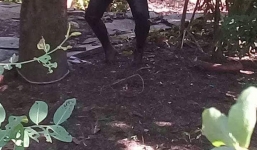 Tá hóa phát hiện thi thể người treo trên cây me cạnh căn nhà hoang