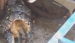 Clip: Ông chủ hoảng hốt giải cứu mèo cưng bị trăn khổng lồ nuốt