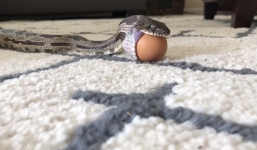 Cận cảnh quá trình banh hàm nuốt trứng đầy vật vã của rắn chuột