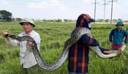 Thanh Hóa: Đang gặt lúa, người dân bắt được trăn 'khủng' không rõ nguồn gốc
