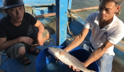 Ngư dân Đà Nẵng bắt được cá lạ nghi sủ vàng ở cầu Thuận Phước