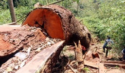 Vụ 'thảm sát' rừng lim cổ thụ: Bắt hai kiểm lâm ở Quảng Nam