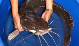 Người dân Quảng Nam xôn xao khi bắt được cá trê 'khủng' chiều dài gần 1 m, nặng gần 10 kg