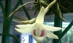 Trước nghi vấn 'thổi giá' giò lan gần 7 tỷ, chủ nhân cũ cây lan tiết lộ thông tin bất ngờ