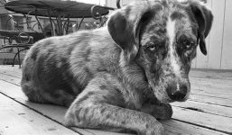 Thời khắc cuối cùng của thú cưng và những điều mọi chủ nuôi cần biết theo chia sẻ của các bác sĩ thú y