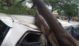 TP.HCM: Cây xanh bật gốc đè ô tô 7 chỗ bẹp dúm, tài xế đạp cửa thoát hiểm