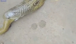 Clip: Cảnh hiếm gặp khi thấy động, rắn hổ mang nôn ra con rắn khác để thoát thân