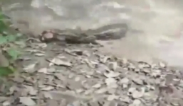 Clip: Rợn người cảnh cá chình phóng điện, giật chết cá sấu