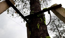 Rùng mình cảnh hàng ngàn con sâu lạ xuất hiện ở Bình Dương