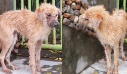 Thương cảm câu chuyện chú chó nhỏ bị bệnh nặng chọn cái chết xa nhà và gặp được chàng thanh niên tốt bụng